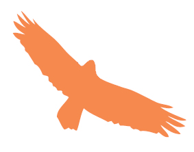 aigle